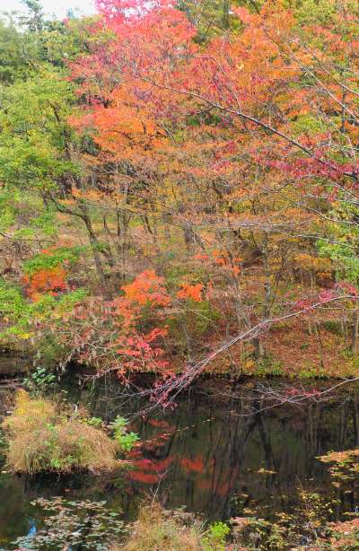 11月上旬 第三墓地の豊かな水辺が紅葉を映す