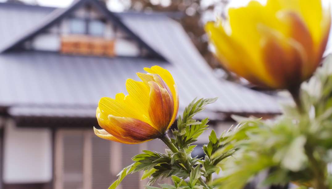 3月中旬 春の目覚め。玉叢苑にフクジュソウが開花