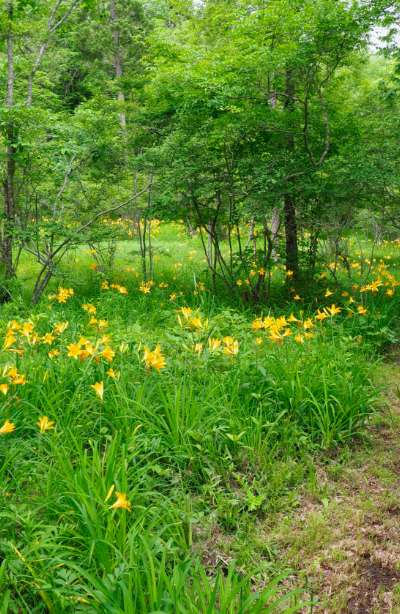 6月上旬 夏の始まりを告げるニッコウキスゲ。曲渕自然林より