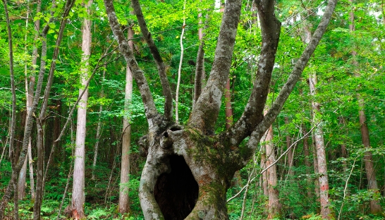 8月 深緑、墓地を象徴するケヤキの古樹